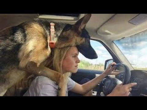 Les chiens policiers font tout... sauf leur travail vidéos drôles de chiens