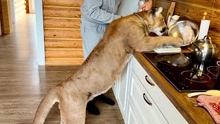 Пума Месси стащил куриные крылышки у Саши на виду!! За это пришлось выполнять
