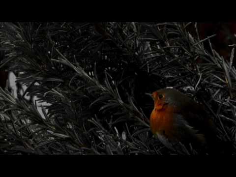Alison O'Donnell 'Redbreast In A Rowan Tree'