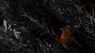 Alison O'Donnell 'Redbreast In A Rowan Tree'