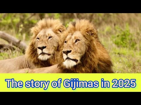 The most dominant force of Sabi sands 2025 . The gijima lions coalition .#thematimbamalelions