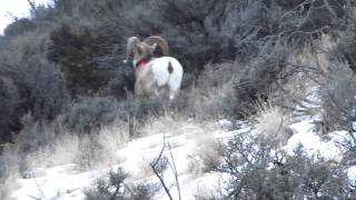 preview picture of video 'Bighorn Sheep with a new tracking collar.'