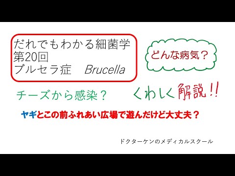 犬ブルセラ症 - 治療と症状
