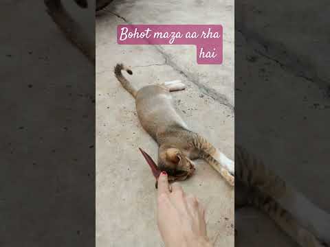 Cuti # funny # shorts #music