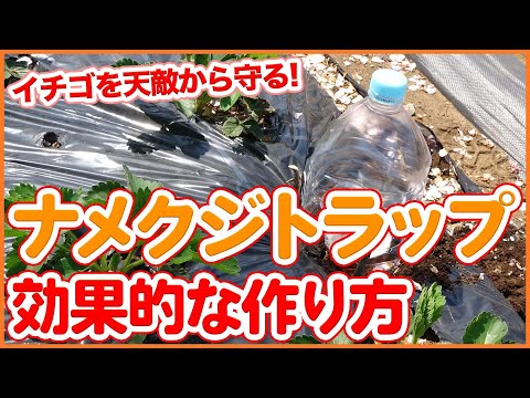 SOS: 菜園へのナメクジの侵入: なぜですか?そしてそれらを自然に撃退するにはどうすればよいでしょうか？  庭園