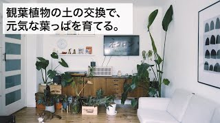 観葉植物の土を変えて葉っぱを元気に。観葉植物の手入れ