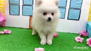 ポメラニアンの動画01