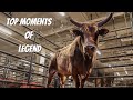 When Bulls Soar: UTZ Legend's Top Athletic Performances