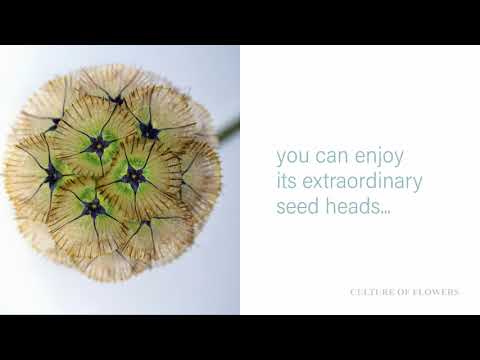 Scabiosa stellata sternkugel