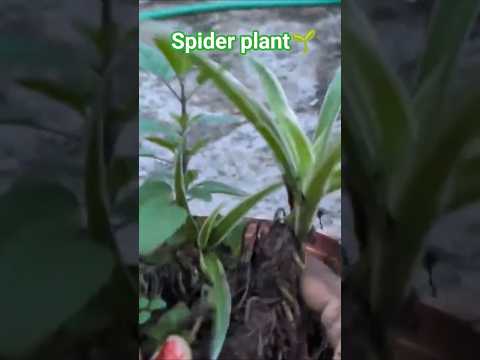 spider plant🌿terrace gardening🤗yt short feed..
