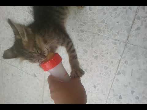 Hungry 🐱 Little Kitty/🇰🇼 Love Cat😻