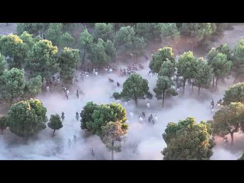 Cuarto encierro del campo de la Villa de Cuellar (Segovia)