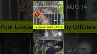 Download lagu tirupati Alipri footpath 4 leopard caught #viral #tirupati #viralvideo #video #shorts mp3 Download lagu tirupati Alipri footpath 4 leopard caught #viral #tirupati #viralvideo #video #shorts mp3