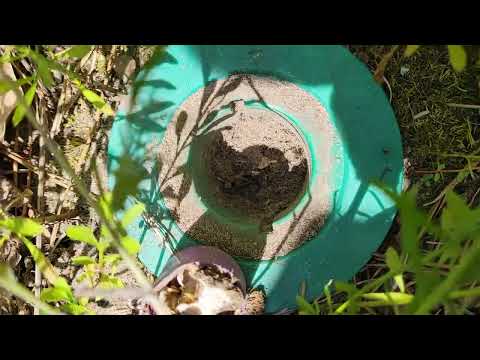 Got a Hit in Our Termite Bait Station in Lacey, NJ