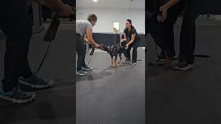 Video preview image #5 Doberman Pinscher Puppy For Sale in FORT LAUDERDALE, FL, USA