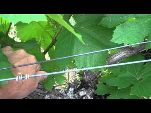 Nick Goldschmidt - Suckering Vines - Part 1