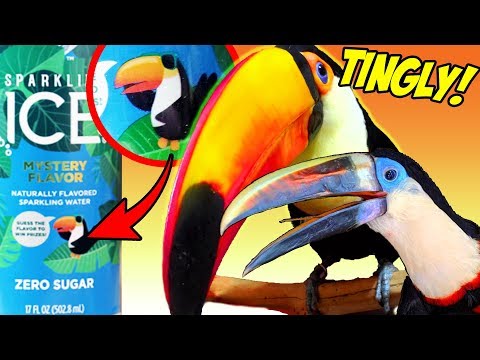 Baby Toucan Tries Sparkling Water for the First Time! (WITH A FLAVOR TWIST!)