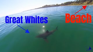 GREAT WHITE SHARKS CLOSE TO SHORE - FPV DRONE SHARK FOOTAGE
