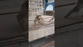 Download lagu monyet bertengkar#videongakak mp3