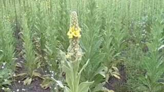preview picture of video 'Magical Mullein Patch'