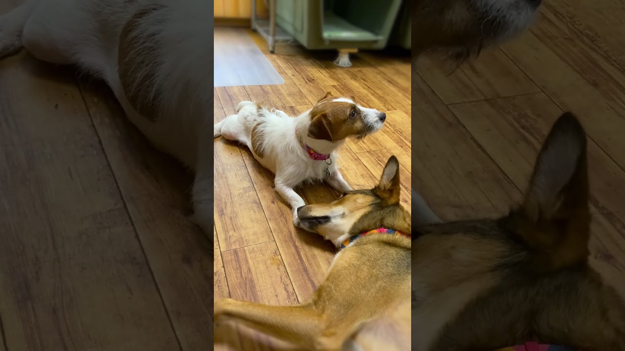 99代目居候　ジャックラッセルテリア　劣悪環境からの脱出 まったり過ごす