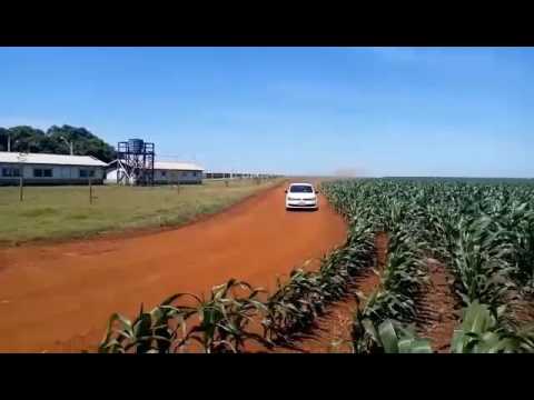 Insetos nem sempre são vilões - Agronomia UFGD