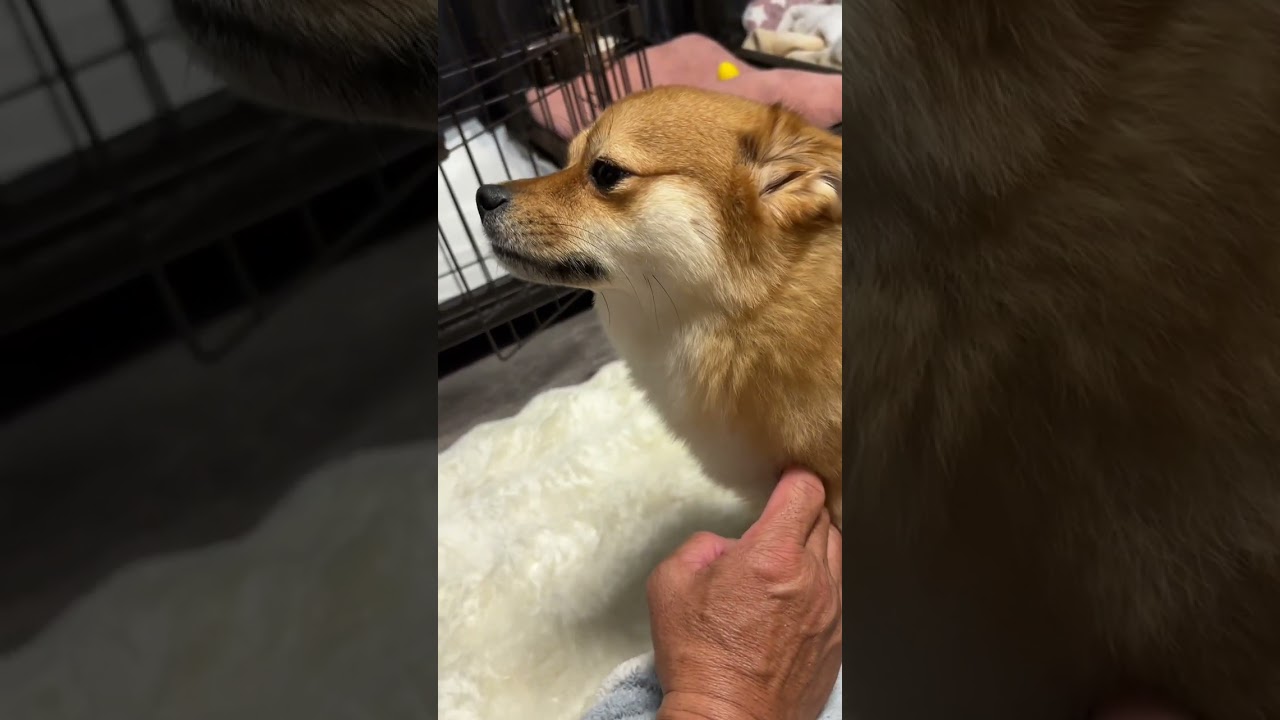 とんちゃん&ぺっぺこぺーvlog