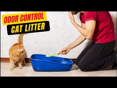 What is Best Cat Litter For Odor Control | Reduce Smell, Breathe Easier | Cute Litter Box