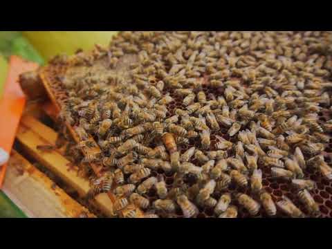 Blocco di covata e trattamento con Api-bioxal.