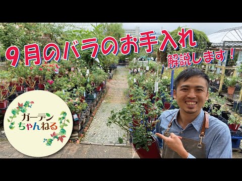 バラの剪定は何月に行うのですか？実践的なアドバイス  庭園