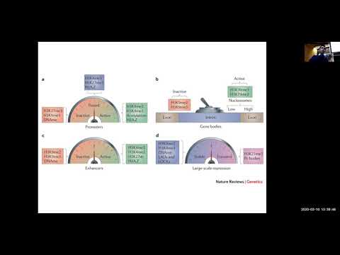MIT Deep Learning Genomics - Lecture 10 - Epigenomics 3Dgenome (Spring20)