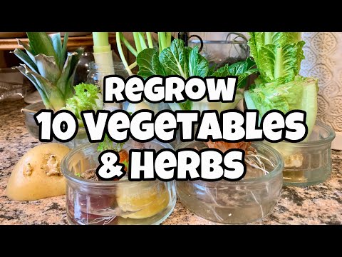 , title : '10 Vegetables You Can Regrow from Kitchen Scraps - Get FREE SEEDS!'