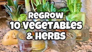 10 Vegetables You Can Regrow from Kitchen Scraps - Get FREE SEEDS!