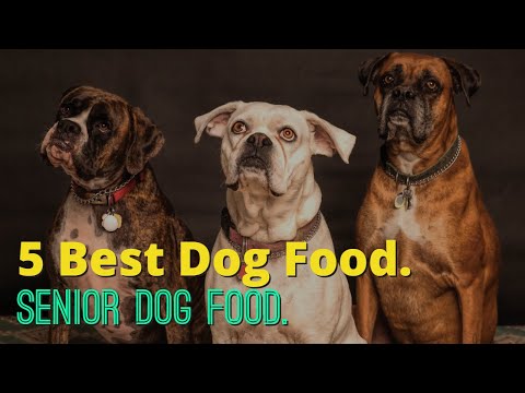 image-What should you feed an old dog?