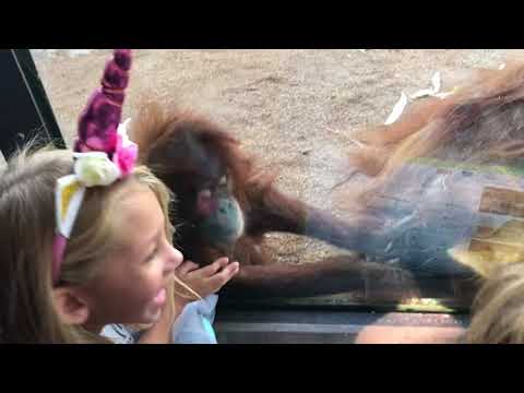 Un singe met un doigt dans le cul d