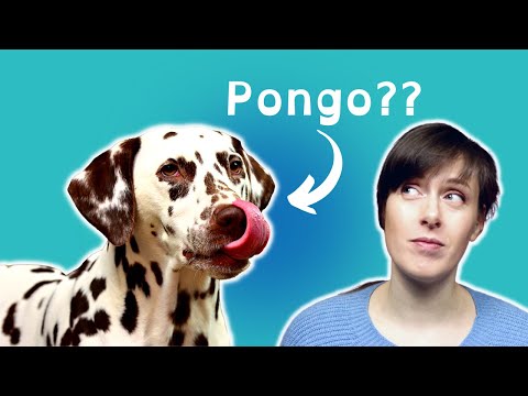 BEFORE You Buy a Dalmation puppy, WATCH THIS! PROS and CONS | Health Problem Facts | VET ADVICE