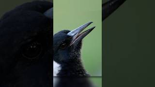 Download lagu Bayi Burung Murai Bernyanyi #suaraburung mp3 Download lagu Bayi Burung Murai Bernyanyi #suaraburung mp3