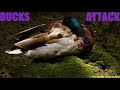 Ducks Attack Ducks That Are Breeding From A Different Species And Appear To Be Helping The Female