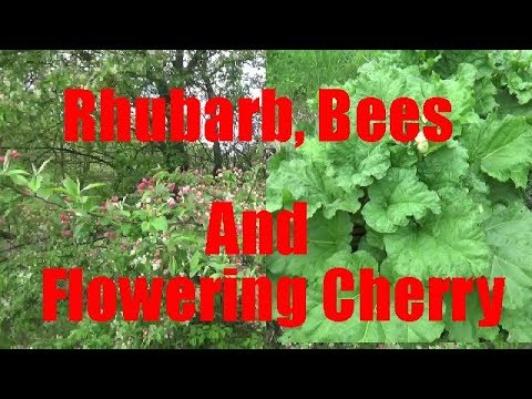 Rhubarb, Flowering Cherry And Bees
