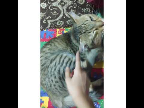 # funny cats# cute cats # happy#My cat Chingtu❤