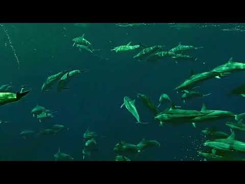 Intisar Fish Trading Hero Video