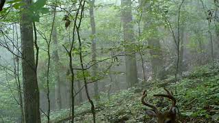 Deer Trail Cam. Cautious Buck.  9 - 7 - 18