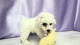 ビションフリーゼの動画01