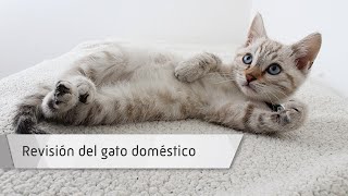 Revisión del gato doméstico Revisión del gato doméstico