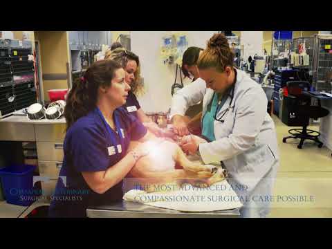 download lagu mp3 mp4 Board Certified Veterinary Surgeon, download lagu Board Certified Veterinary Surgeon gratis, unduh video klip Board Certified Veterinary Surgeon