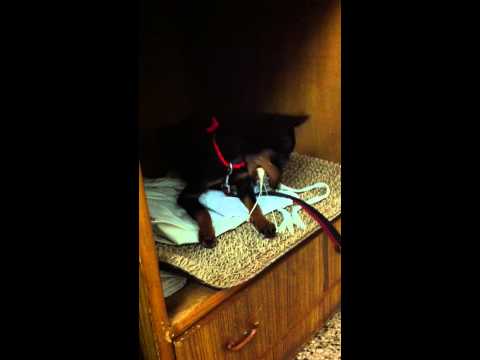 My Dog trying to chew gum (minpin)