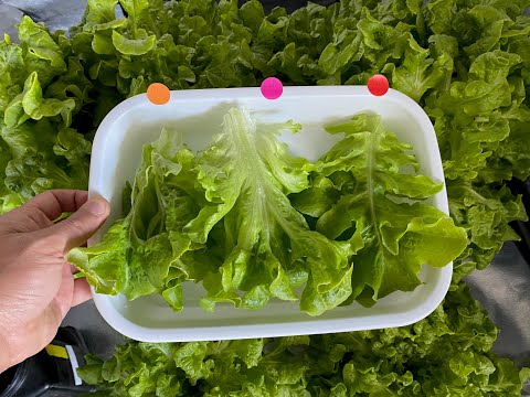 DWC Vs Soil Vs Hydroponic Taste Test - Can You Taste The Difference