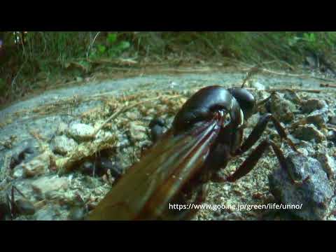 虫の目レンズの世界　クロオオアリ結婚飛行前