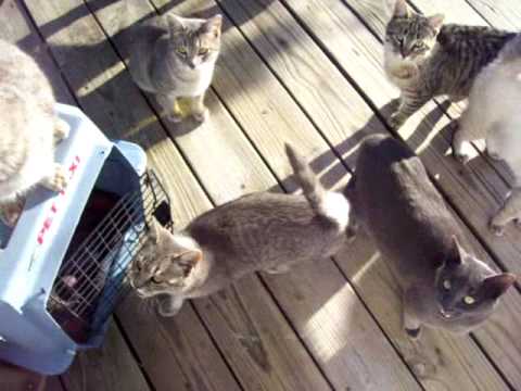 FERALS - or - What happens when you don't have your cats FIXED!