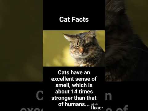 The Ultimate Guide to Understanding Your Feline Friend (Part 1) #catfacts #catlover #cat